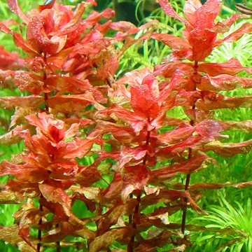 Rotala macandra red hodowla akwa_fan