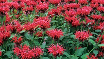 MONARDA FRENTED ПЕРСОНАЛЬНЫЙ РАСТИТЕЛЬНЫЙ МИКС