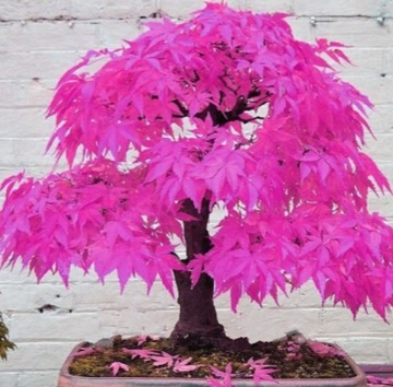 klon palmowy purpurowy bonsai nasiona