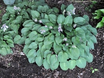 Funkia Hosta PACIFIC BLUE EDGER W DONICZCE