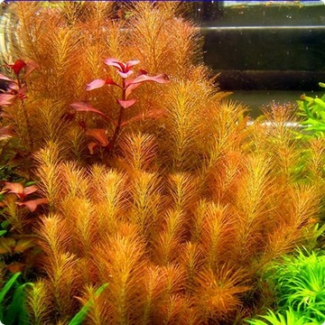 Rotala Wallichii in vitro 10 sadzonek roślina do akwarium