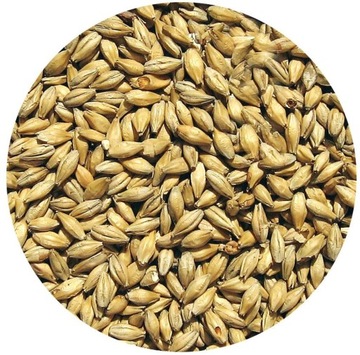 Słód PILZEŃSKI Viking Malt 5kg