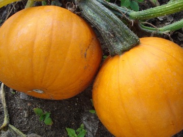 DYNIA JACK O`LATERN HALLOWEEN 2g VILMORIN