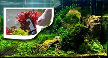 ZOOLEK TEST PO4 DO POMIARU FOSFORANU