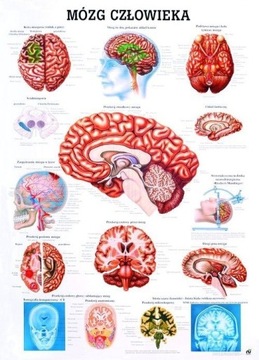 Tablica medyczna - MÓZG CZŁOWIEKA (100 x 70 cm)