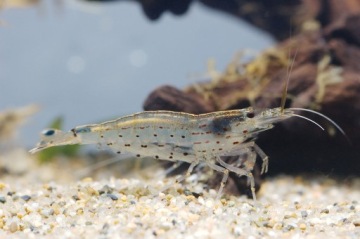 Креветка АМАНО для борьбы с водорослями AMANO SHRIMP