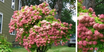 Букет гортензии PINK DIAMOND Queen of the GARDEN