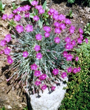 Гвоздика голубая Dianthus gratianopolitanus многолетние растения