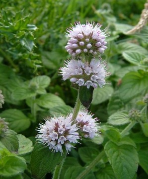 Мята водяная __ Mentha aquatica __ 50 Саженцы ОПТОМ