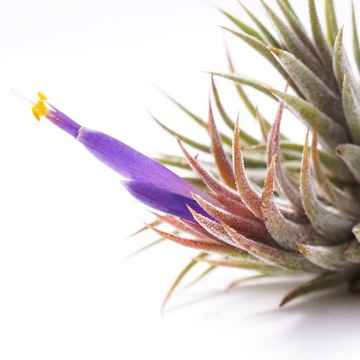 Tillandsia ionantha var. rubra -oplątwa