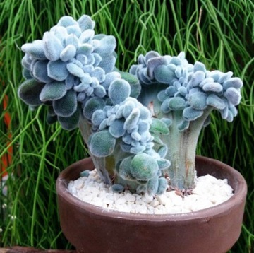 Echeveria pulvinata 'Frosty Cristata' oszroniona