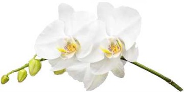 NAKLEJKA NA ŚCIANĘ KOLOROWA ORCHIDEA kwiaty