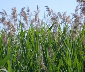 Тростник обыкновенный (Phragmites) Саженцы 50 шт!