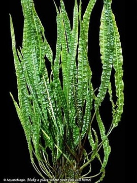 Roślina Cryptocoryne crispatula Balansae KARBOWANA