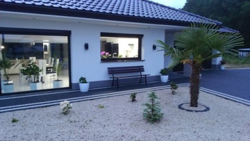 TRACHYCARPUS FORTUNEI МОРОЗОСТОЙКАЯ ПАЛЬМА P240-260