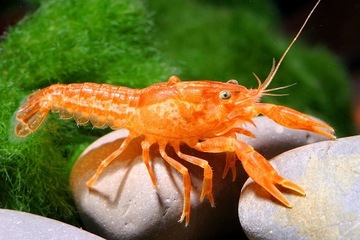 Rak Cambarellus Patzcuarensis Orange CPO akwa_fan