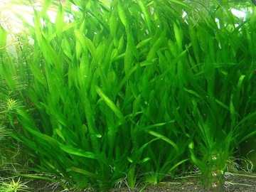 VALLISNERIA ASIATICA - hodowla podwodna