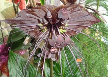 Kwiat nietoperz czarny - black tacca.