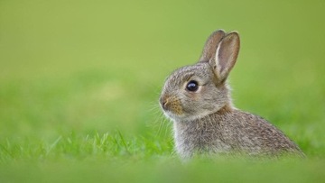 Doktor Animals Probiotyk Dla Królików 5L Odporność