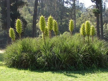 РЕДКАЯ ЖЕЛТАЯ ПУЯ - PUYA CHILENSIS - 5 СЕМЯН