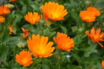 Бархатцы (CALENDULA OFFICINALIS) 50 СЕМЯН