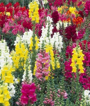 Карликовый львиный зев (ANTIRRHINUM MAJUS NANUM) COLOR MIX 500 СЕМЕН