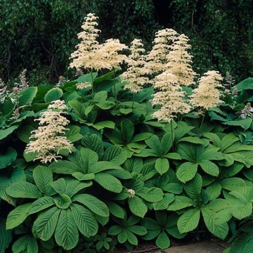 РОДЖЕРСИЯ КАШТАНОВОЛИСТОСТНАЯ (RODGERSIA AESCULIFOLIA) - 100 СЕМЯН