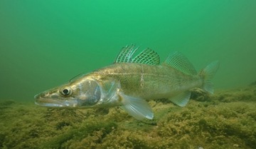 ДЖИГ-ГОЛОВКА MISTRALL SHIRO JAMBO 8g no. 2/0