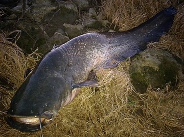 GŁÓWKA JIGOWA MISTRALL SHIRO BIG FISH 10g nr 8/0