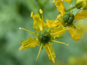 ТРАВА ПРАВИЛЬНАЯ (RUTA GRAVEOLENS) - 30 СЕМЯН