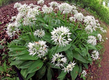 ХИТ ДИКИЙ ЧЕСНОК (ALLIUM URSINUM) 20 СЕМЯН