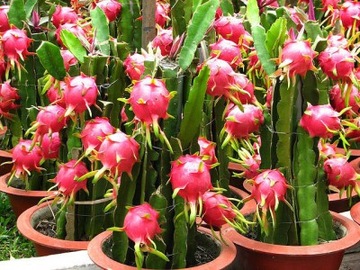 Red Pitaya Cactus, Dragon Fruit, вкусные фрукты в домашних условиях, семена 20 шт.