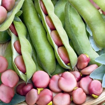 BÓB KARMAZYN VICIA FABA L - 30 GRAM - 14 NASION