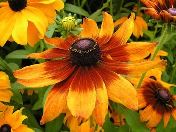 RUDBEKIA JEŻÓWKA DWUBARWNA 1 GRAM NASION