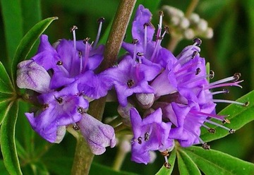 WITEKS - VITEX NEGUNDO RZADKI GATUNEK - 30 NASION