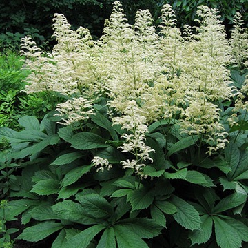 РОДЖЕРСИЯ КАШТАНОВОЛИСТОСТНАЯ (RODGERSIA AESCULIFOLIA) - 100 СЕМЯН