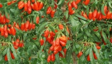 VITAL GOJI BERRY КИТАЙСКИЙ ТРЮК 50 СЕМЯН