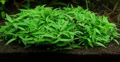 Staurogyne Repens In Vitro porcja