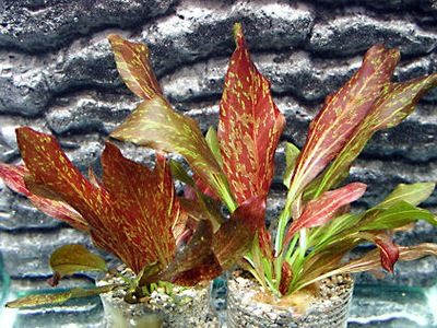 Echinodorus Red Flame- Żabienica[koszyk]