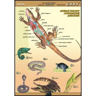 Gady budowa anatomiczna plansza dydaktyczna