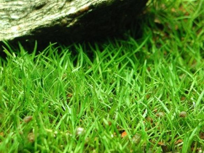 Lilaeopsis brasiliensis na trawnik KOSZYK saxon4