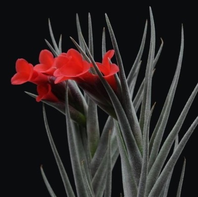 Tillandsia albertiana -oplątwa