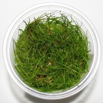Eleocharis pusilla- In vitro - Saxon4