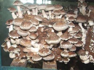 SHII-TAKE (Twardziak) grzyby, grzybnia na kołkach