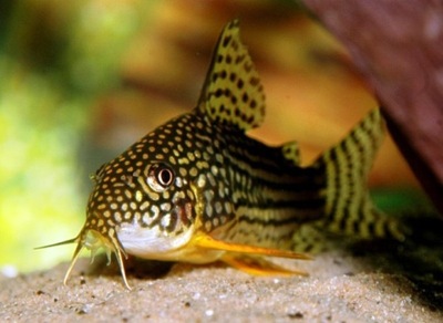 Ryba Kirys Sterbai Corydoras sterbai