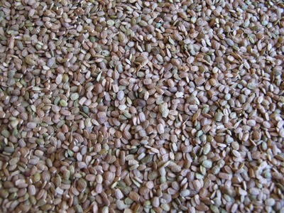 Seradela, nasiona paszowe - 1kg