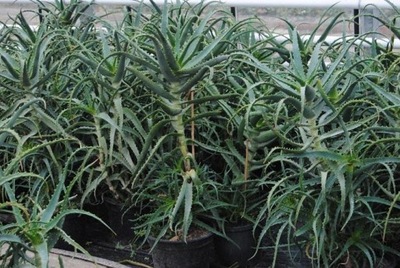 Aloes drzewiasty Aloe arborescens Mill 6 -letni