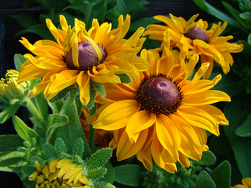 RUDBEKIA DWUBARWNA, RAJ DLA MOTYLI, KWITNIE 5 MIES