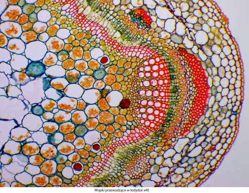 Микроскоп Delta Optical Genetic Pro Mono