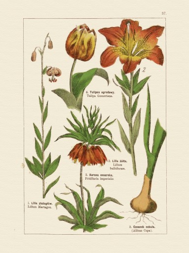 БОТАНИЧЕСКИЕ РАСТЕНИЯ Тюльпан Лилия 40х30 см.